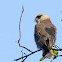 Black Winged Kite or Black Shouldered Kite