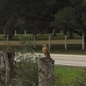 Red shouldered hawk