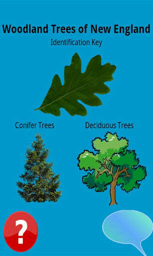 North East Tree Identification