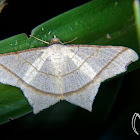 Geometrid moth