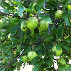 Apple tree