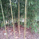 bamboo