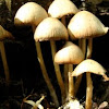 Mushrooms in woodchips