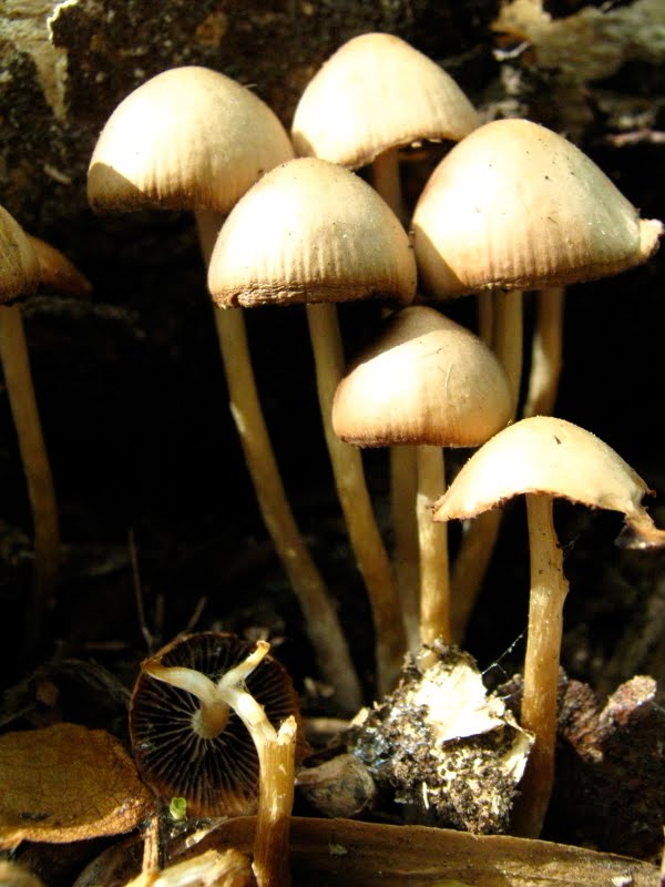 Mushrooms in woodchips