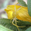 Goldenrod Crab Spider