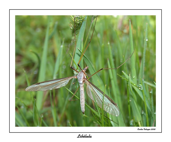 Libélula