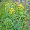 Kultapiisku; European goldenrod