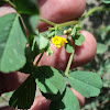 toothed bur clover