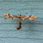 Rose Plume Moth