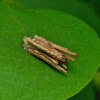 Stick Case Moth