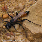 Sand digger Wasp