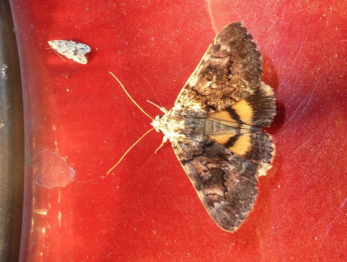 Oak Yellow Underwing Moth