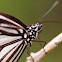Dark Glassy Tiger Butterfly 