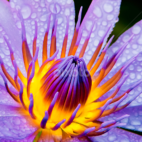 by Asher Jr Salvan - Flowers Flowers 2011-2013