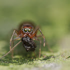 Ant Mimic Spider