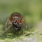 Ant Mimic Spider