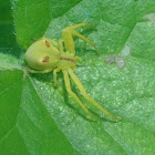 Thomisid spider