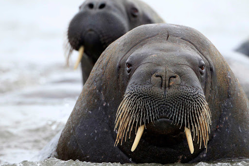 A walrus poses for his closeup during a Hurtigruten Fram expedition cruise to Svalbard. 