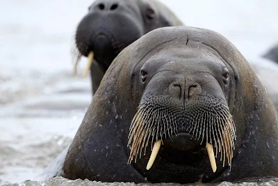 A walrus poses for his closeup during a Hurtigruten Fram expedition cruise to Svalbard. 