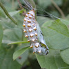 Variegated Fritillary Chrysalis