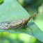 Dictyopharid Planthopper
