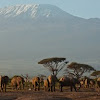 African Elephants in front of Killimanjaro