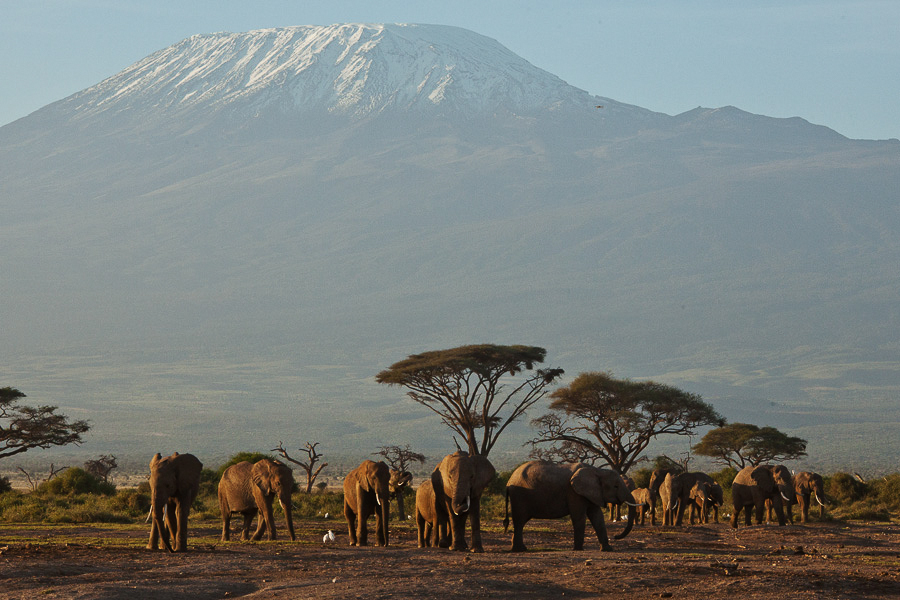 African Elephants in front of Killimanjaro