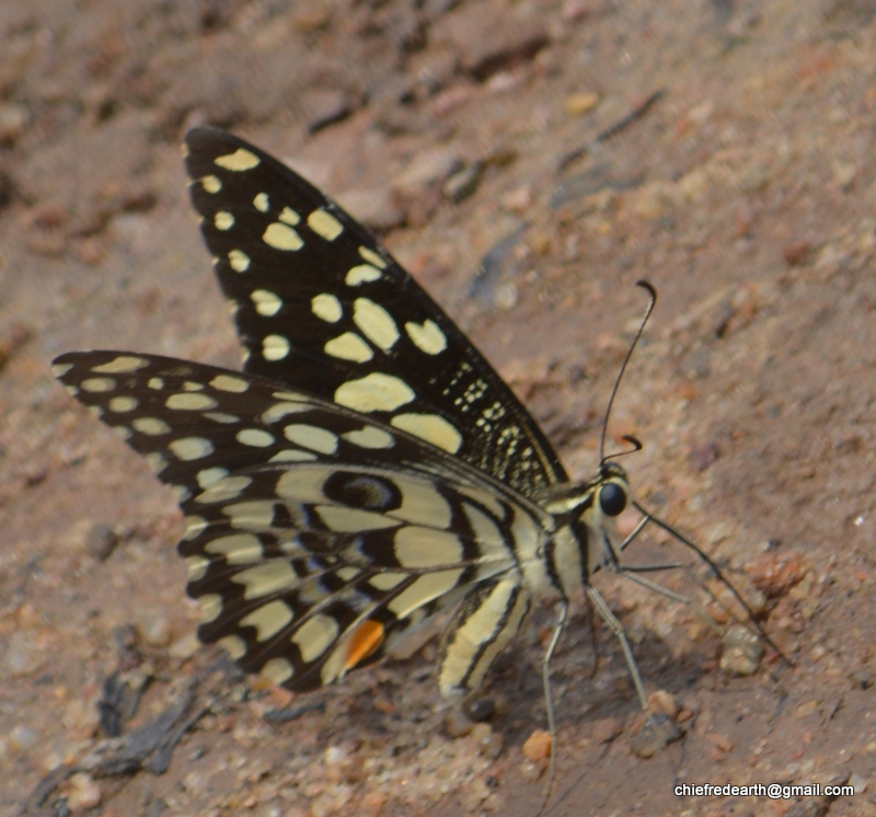Common Lime Butterfly, Lemon Butterfly, Lime Swallowtail, Small Citrus Butterfly, Chequered Swallowtail, Dingy Swallowtail, Citrus Swallowtail.