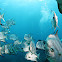 Atlantic spadefish