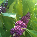 Beautyberry