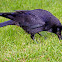 Gralha-preta....Carrion Crow