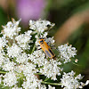 Pennsylvania Leatherwing Beetle