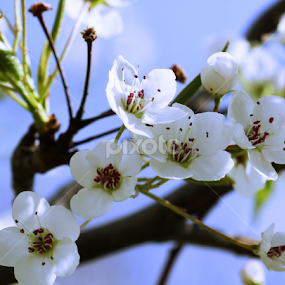 Asian Pear Blossoms by Marsha Biller - Flowers Tree Blossoms