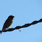 Scaly-breasted Munia