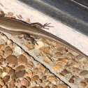 Little Brown Skink