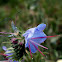 Viper's Bugloss/Blueweed