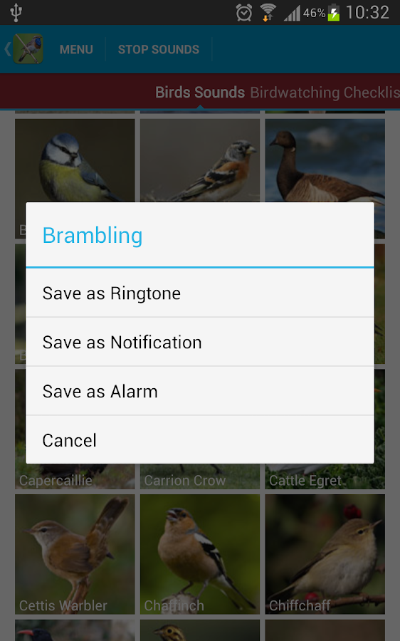 Bird Watching In Lion Country Pdf Free