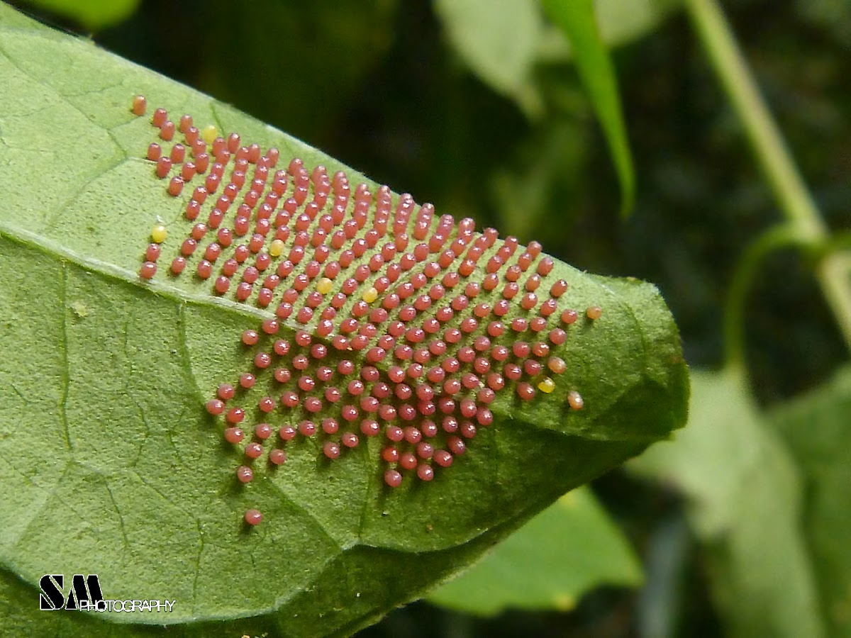 Actinote butterfly eggs