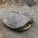 Eastern Box Turtle