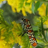 Ailanthus Webworm Moth