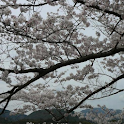 JapanSakuraArashiyamaPhotos02