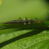 Brown Lacewing larva