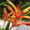 Parrot Heliconia