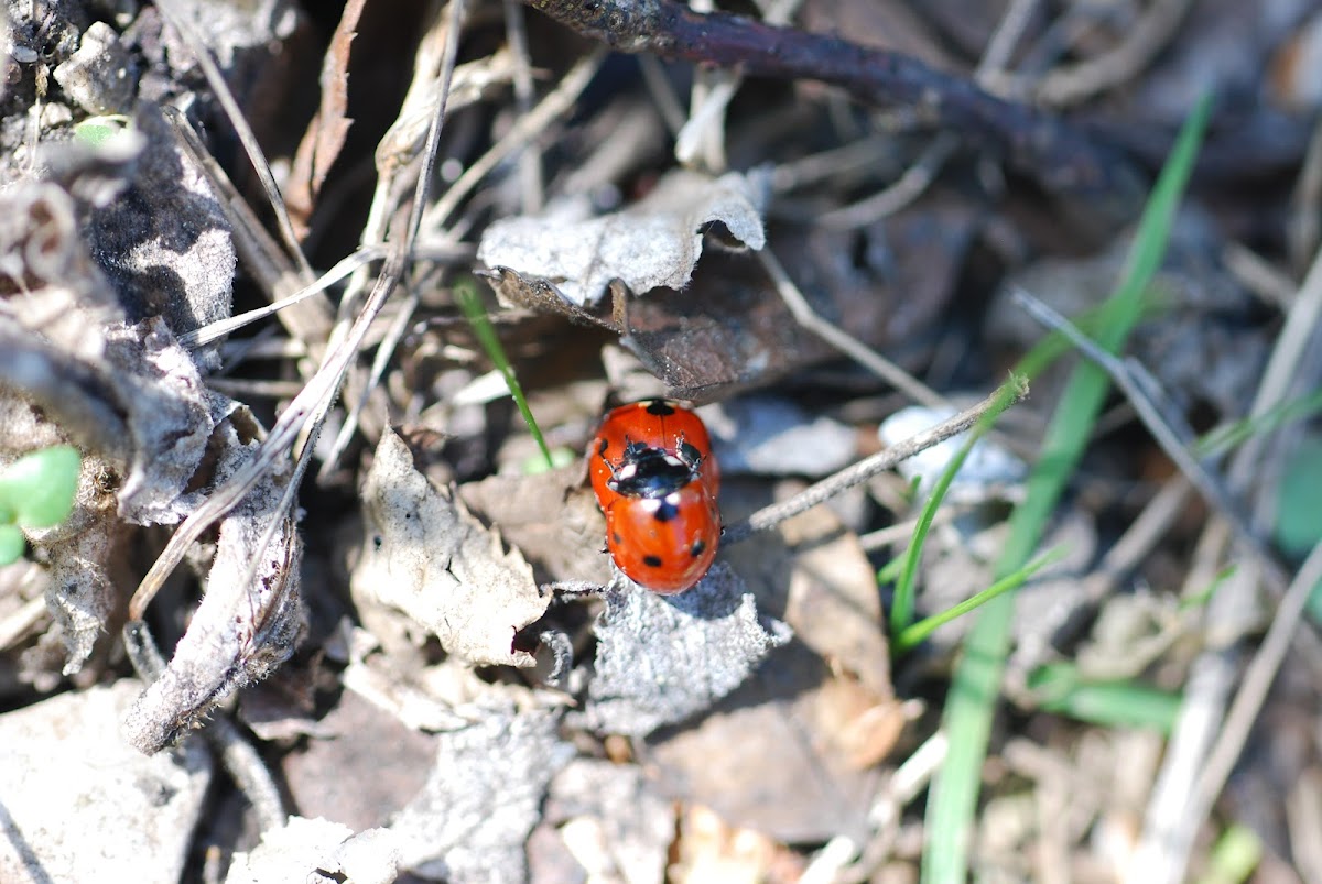 lady bird caught in the act