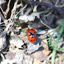 lady bird caught in the act