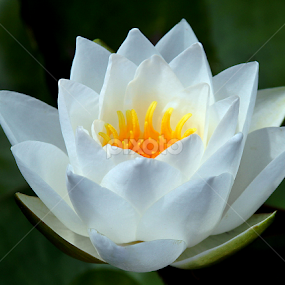 Pond Queen  by Judee Schofield - Flowers Flowers in the Wild