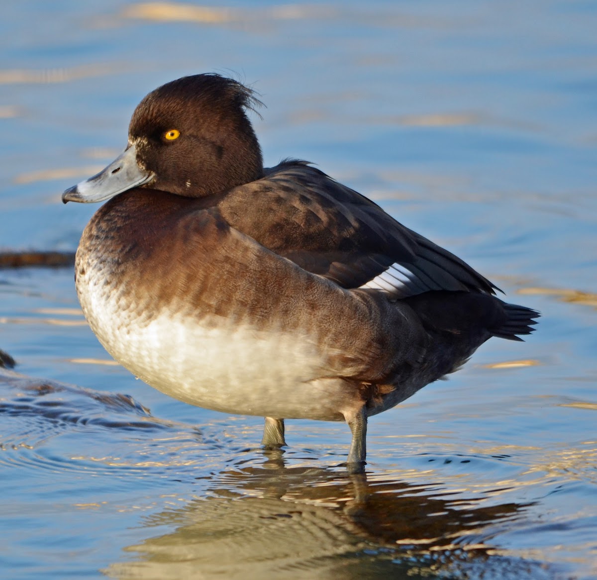 Tufted Duck (female) - Fuligule morillon - Reiherente