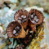 Bird's nest Fungi