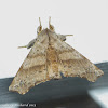 Angel moth