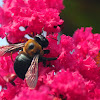 Carpenter Bee on Crape Myrtle